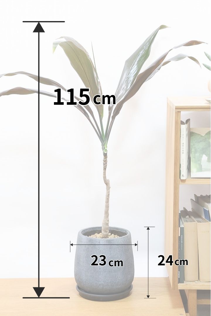 【ドラセナ ブラックリーフ】今回限りの入荷！葉がグリーンからブラックに変化する面白いドラセナ！