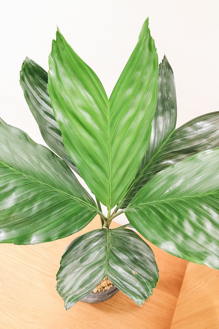 【テネラヤシ】シルバーグリーンの葉が素晴らしく美しい！寒さにも強くて育てやすいヤシです！