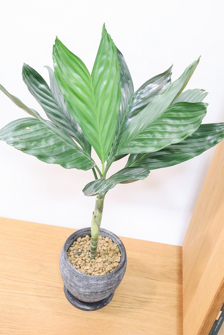 【テネラヤシ】シルバーグリーンの葉が素晴らしく美しい！寒さにも強くて育てやすいヤシです！