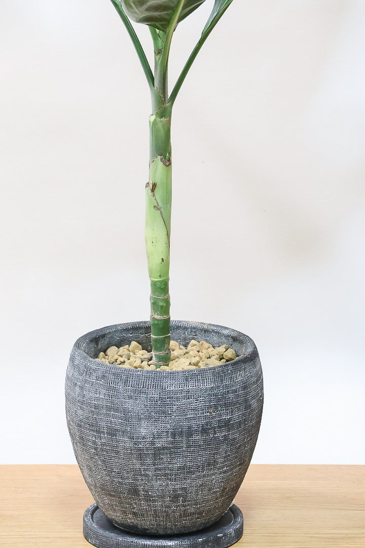 【テネラヤシ】シルバーグリーンの葉が素晴らしく美しい！寒さにも強くて育てやすいヤシです！