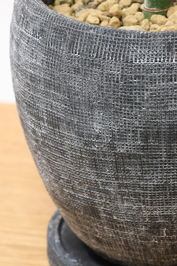 【テネラヤシ】シルバーグリーンの葉が素晴らしく美しい！寒さにも強くて育てやすいヤシです！