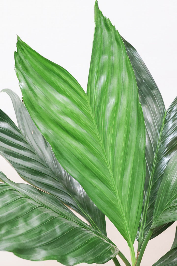 【テネラヤシ】シルバーグリーンの葉が素晴らしく美しい！寒さにも強くて育てやすいヤシです！