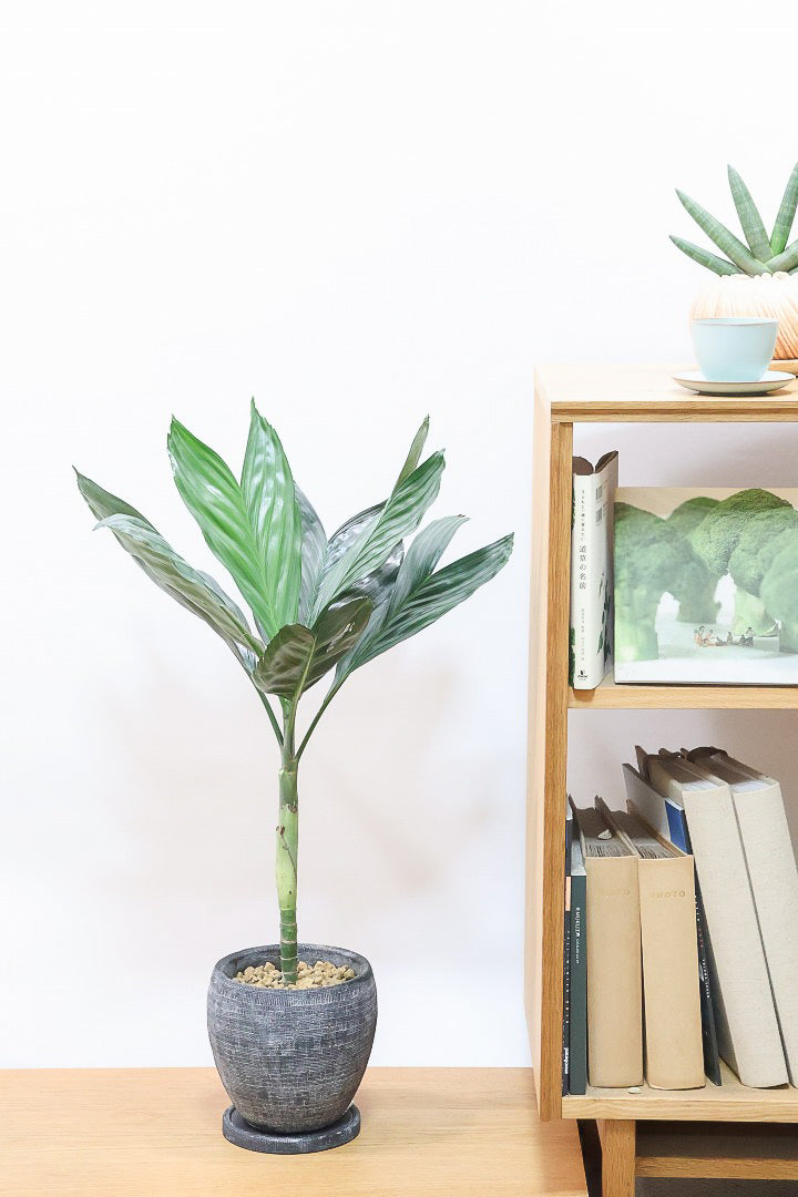 【テネラヤシ】シルバーグリーンの葉が素晴らしく美しい！寒さにも強くて育てやすいヤシです！