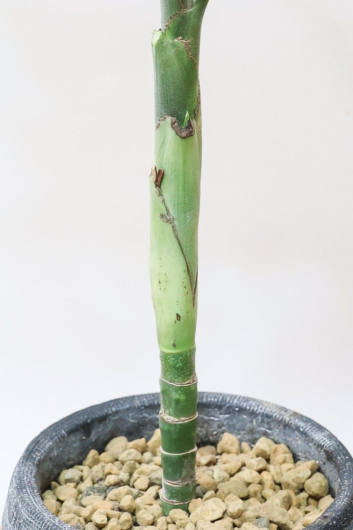 【テネラヤシ】シルバーグリーンの葉が素晴らしく美しい！寒さにも強くて育てやすいヤシです！