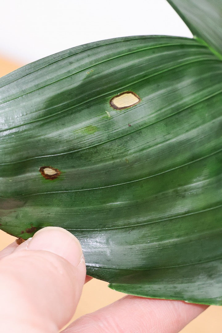 【テネラヤシ】シルバーグリーンの葉が素晴らしく美しい！寒さにも強くて育てやすいヤシです！