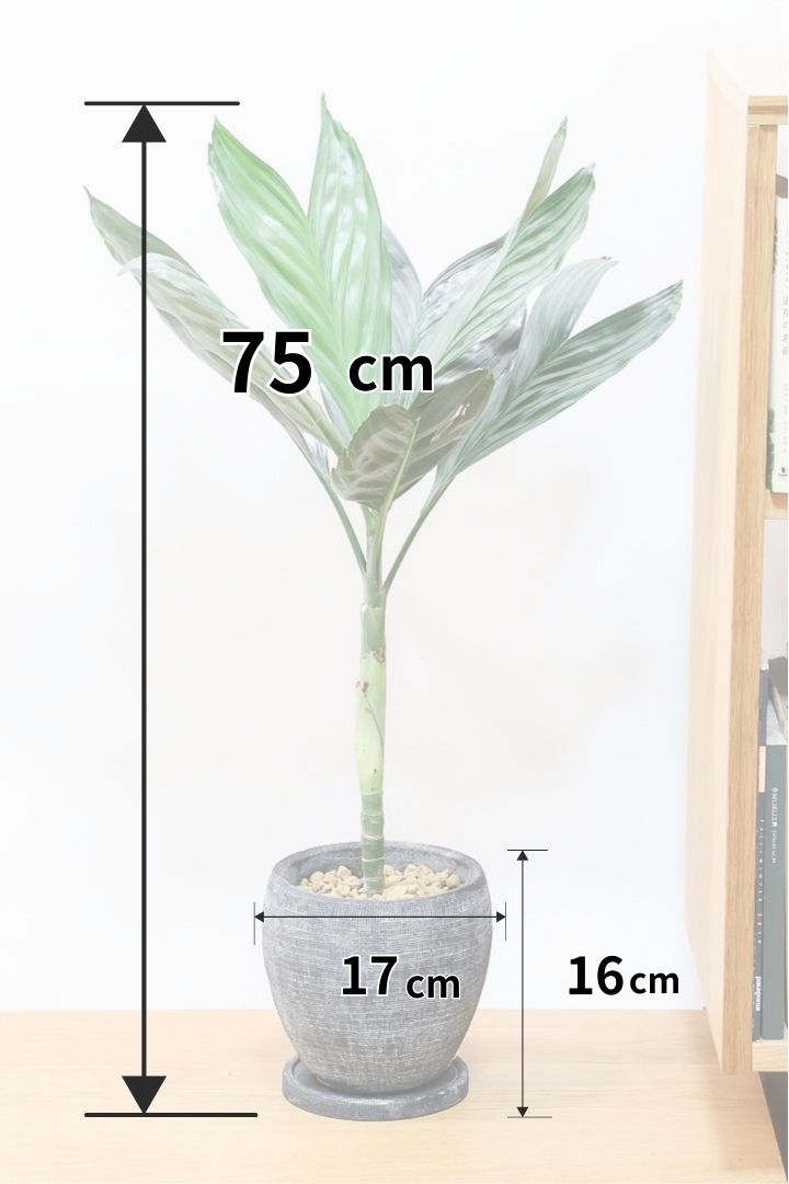 【テネラヤシ】シルバーグリーンの葉が素晴らしく美しい！寒さにも強くて育てやすいヤシです！
