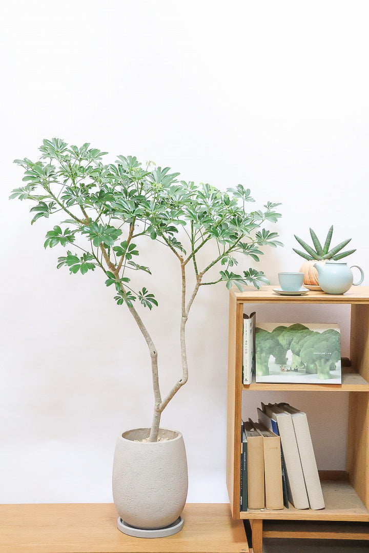 シェフレラ レナータGIV61502| 観葉植物の通信販売 | APEGO シェフレラ レナータGIV61502| 観葉植物の通信販売 | APEGO