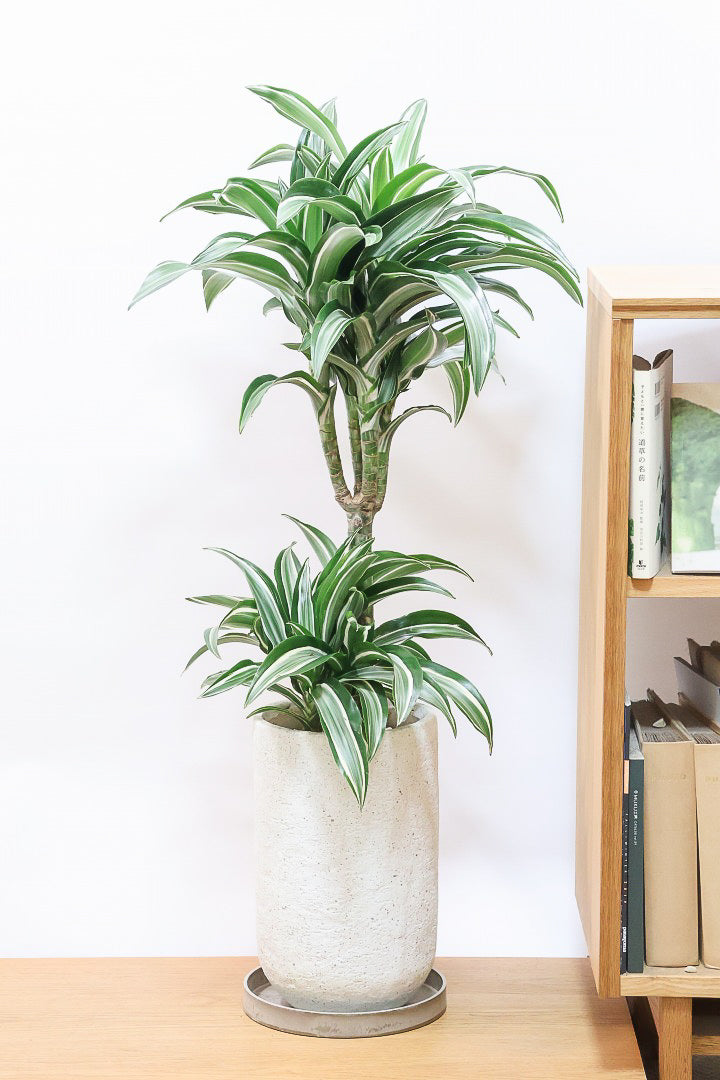 【ドラセナ ジェイドジュエル】爽やかなコントラストの葉！この品種は非常に育てやすいので贈り物にもピッタリです！