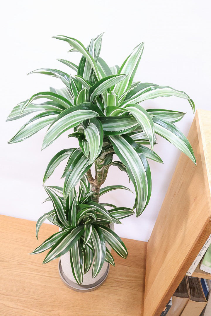 【ドラセナ ジェイドジュエル】爽やかなコントラストの葉！この品種は非常に育てやすいので贈り物にもピッタリです！