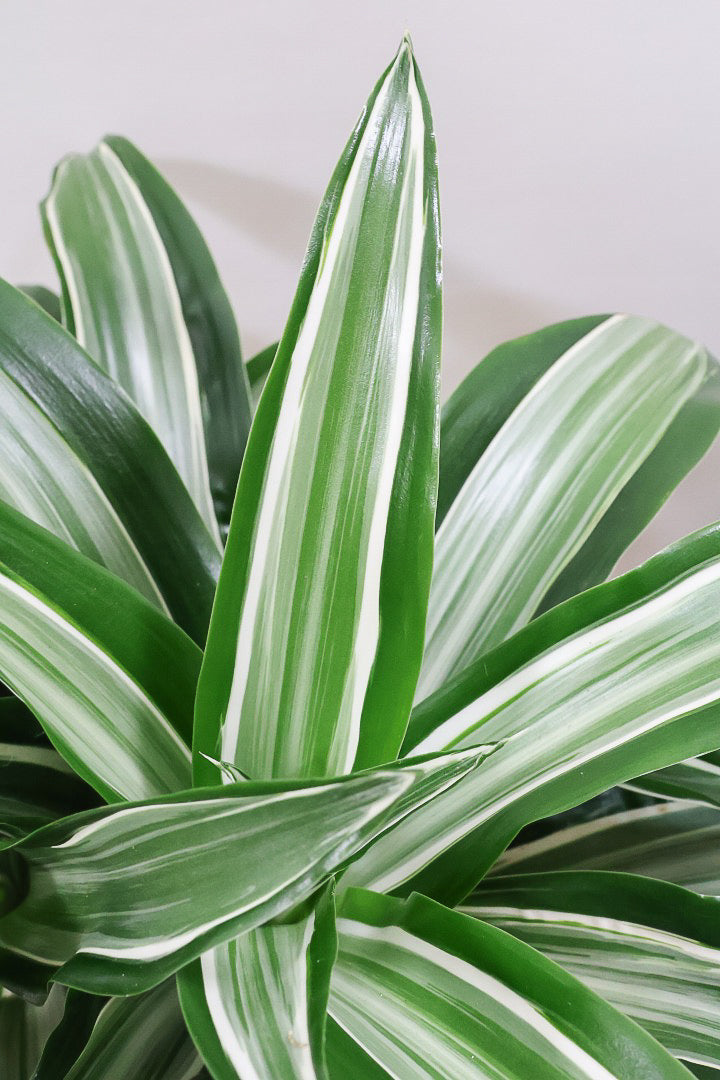 【ドラセナ ジェイドジュエル】爽やかなコントラストの葉！この品種は非常に育てやすいので贈り物にもピッタリです！