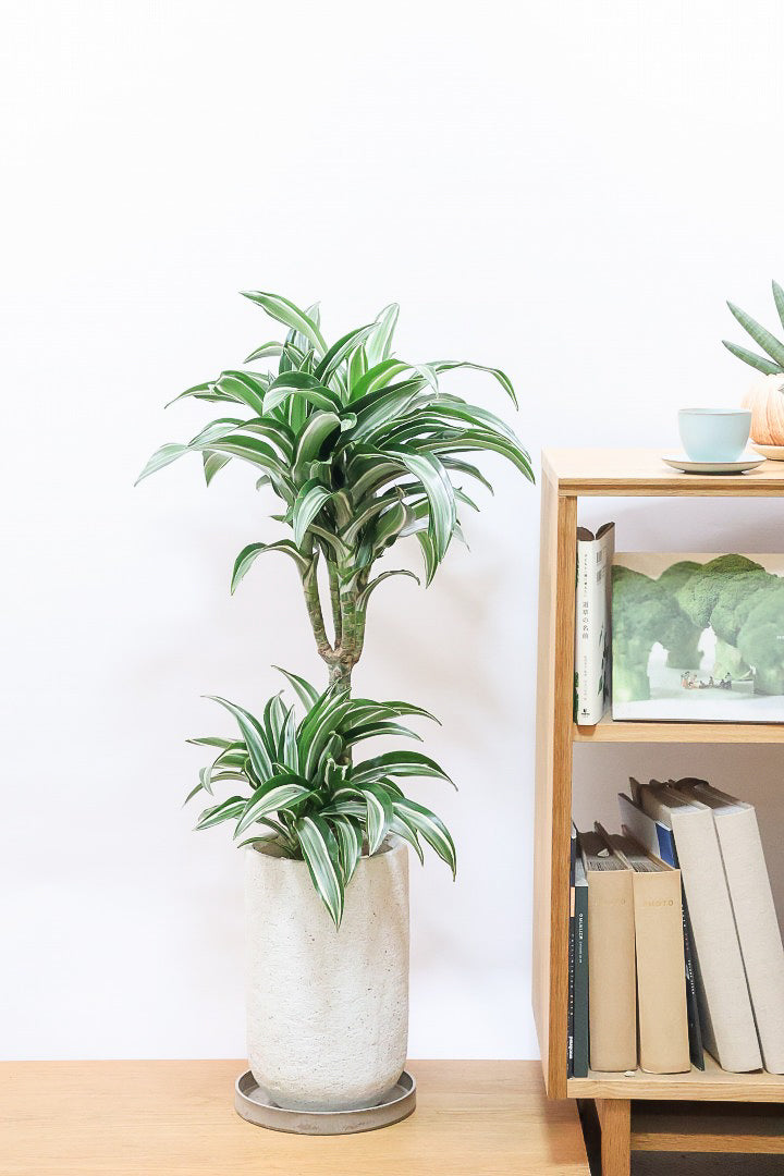 【ドラセナ ジェイドジュエル】爽やかなコントラストの葉！この品種は非常に育てやすいので贈り物にもピッタリです！