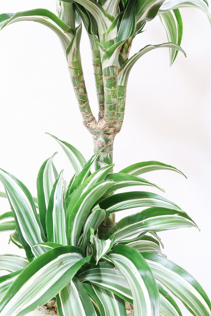 【ドラセナ ジェイドジュエル】爽やかなコントラストの葉！この品種は非常に育てやすいので贈り物にもピッタリです！