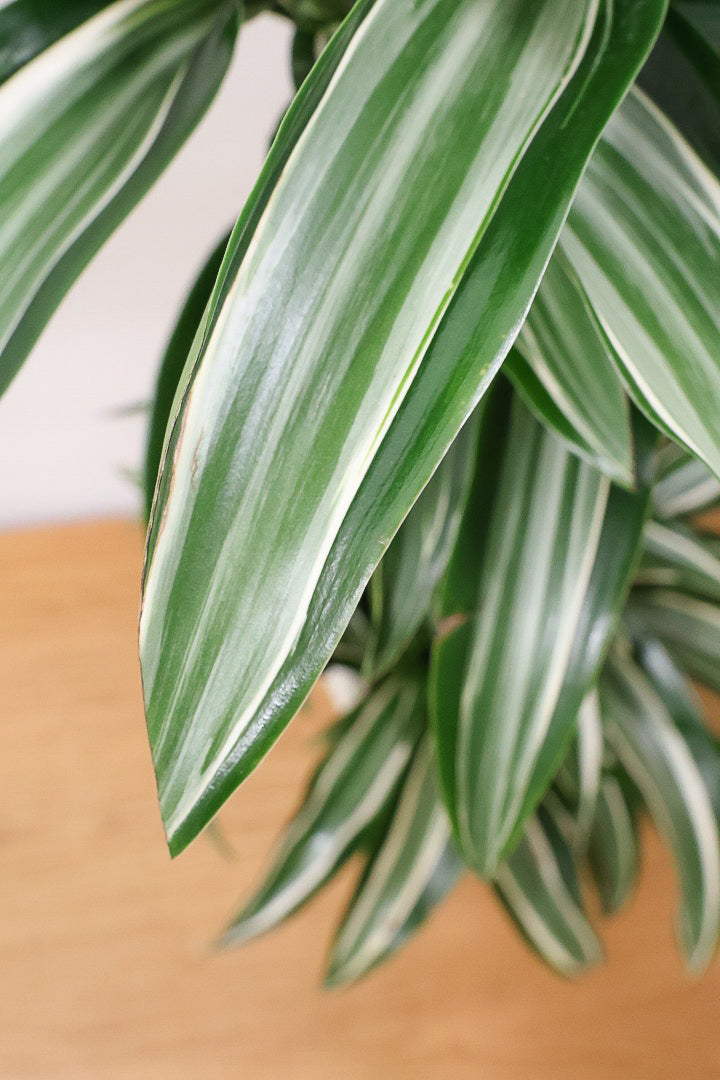 【ドラセナ ジェイドジュエル】爽やかなコントラストの葉！この品種は非常に育てやすいので贈り物にもピッタリです！