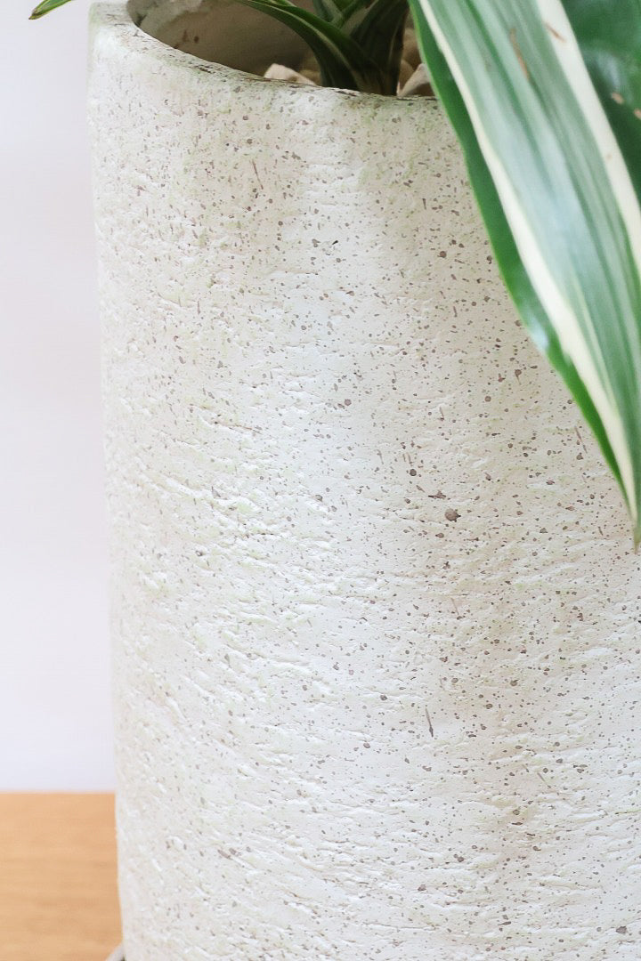 【ドラセナ ジェイドジュエル】爽やかなコントラストの葉！この品種は非常に育てやすいので贈り物にもピッタリです！