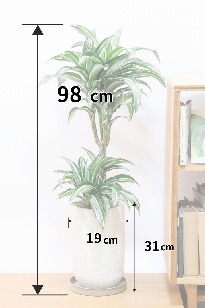 【ドラセナ ジェイドジュエル】爽やかなコントラストの葉！この品種は非常に育てやすいので贈り物にもピッタリです！