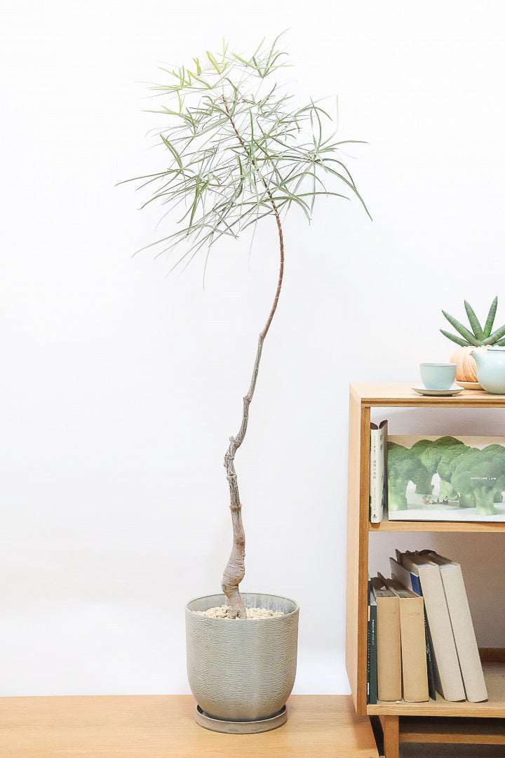 【ブラキキトン】超BIGサイズ！この植物は暑さ寒さに強く丈夫で育てやすいのでおススメ！