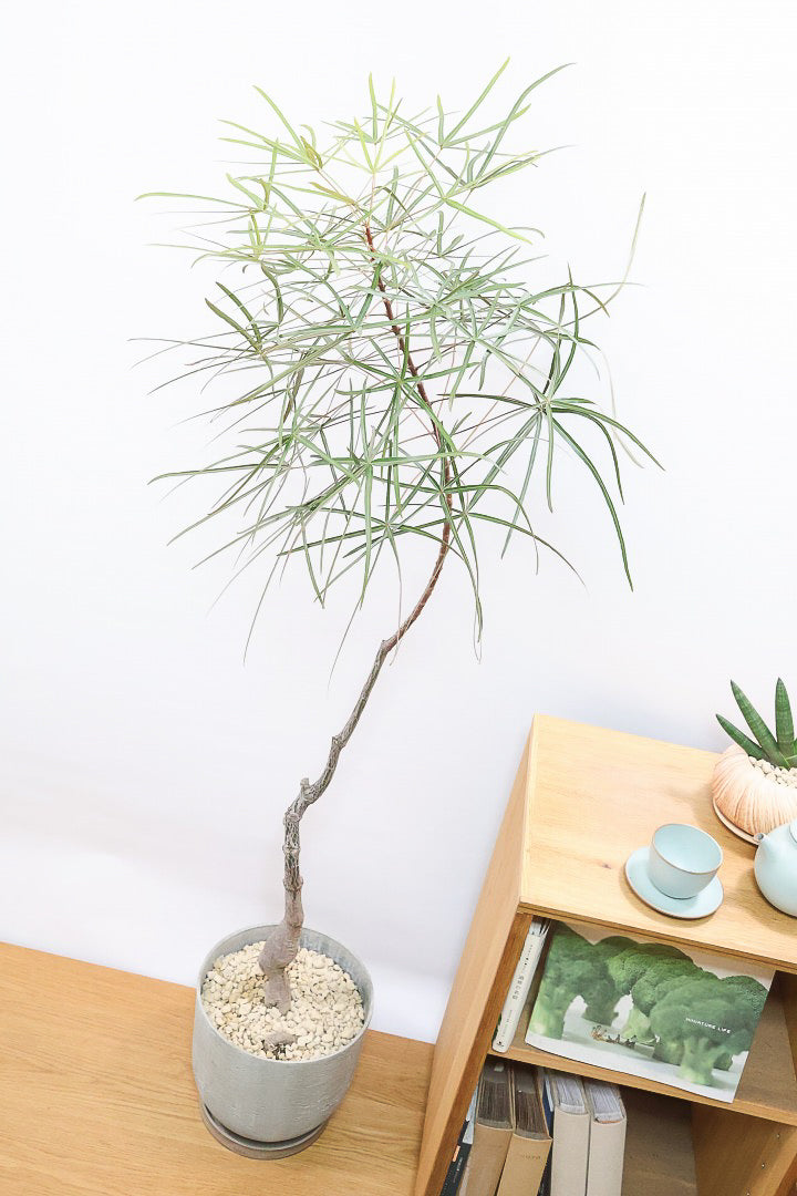 【ブラキキトン】超BIGサイズ！この植物は暑さ寒さに強く丈夫で育てやすいのでおススメ！