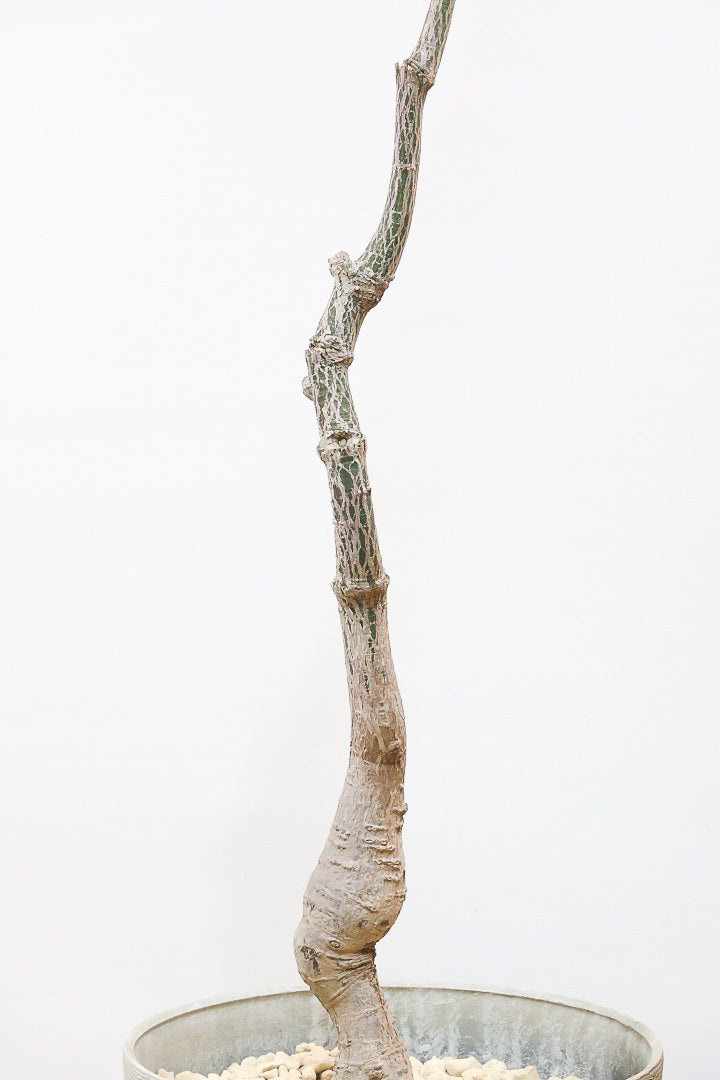 【ブラキキトン】超BIGサイズ！この植物は暑さ寒さに強く丈夫で育てやすいのでおススメ！