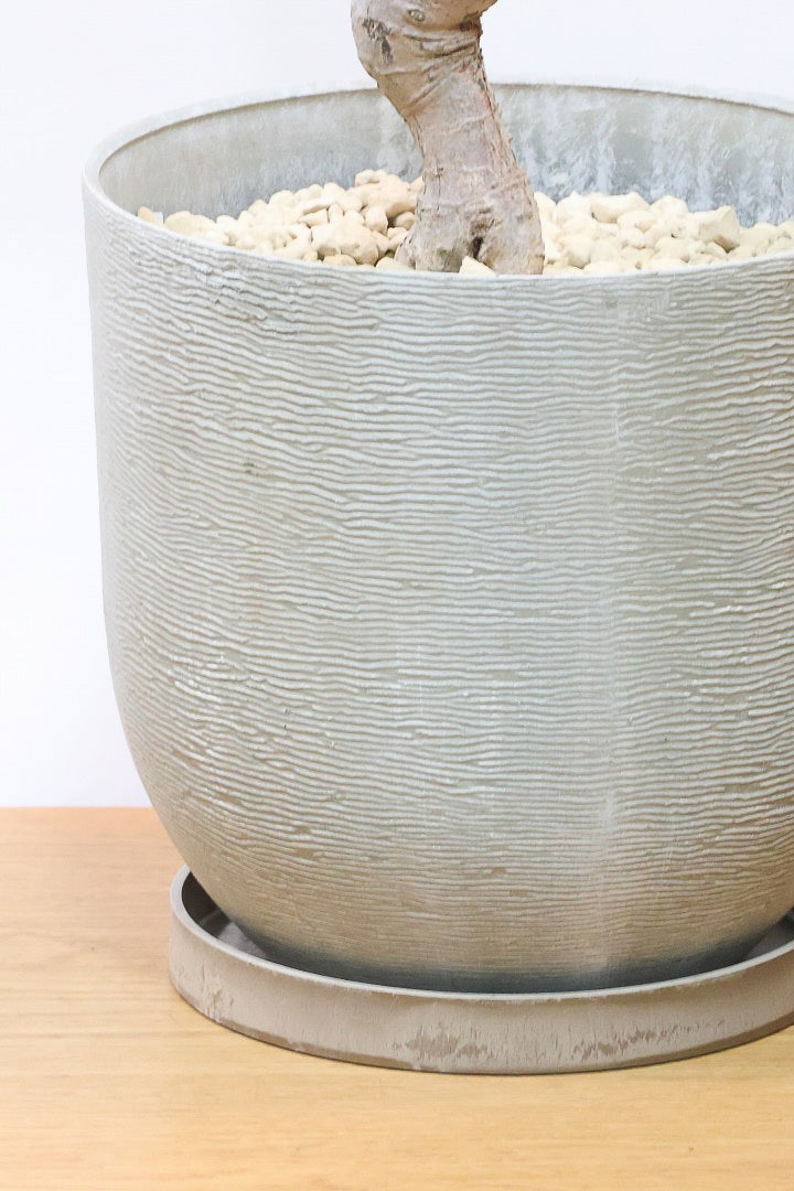 【ブラキキトン】超BIGサイズ！この植物は暑さ寒さに強く丈夫で育てやすいのでおススメ！