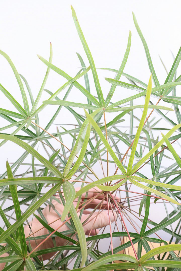 【ブラキキトン】超BIGサイズ！この植物は暑さ寒さに強く丈夫で育てやすいのでおススメ！