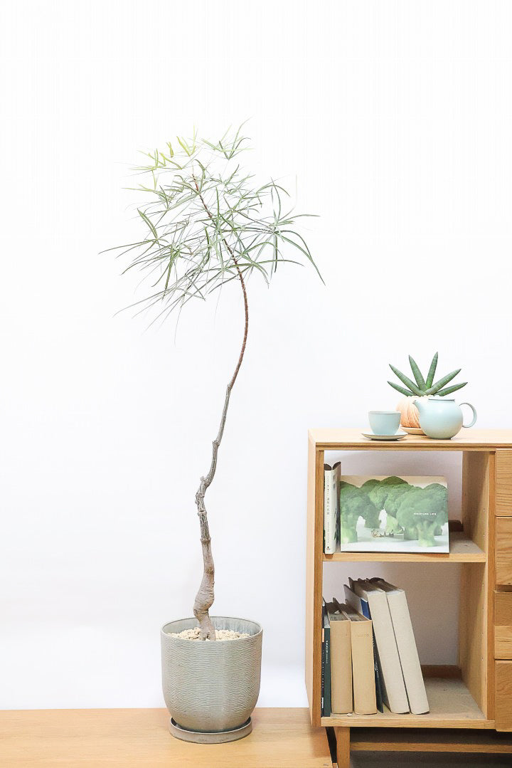 【ブラキキトン】超BIGサイズ！この植物は暑さ寒さに強く丈夫で育てやすいのでおススメ！