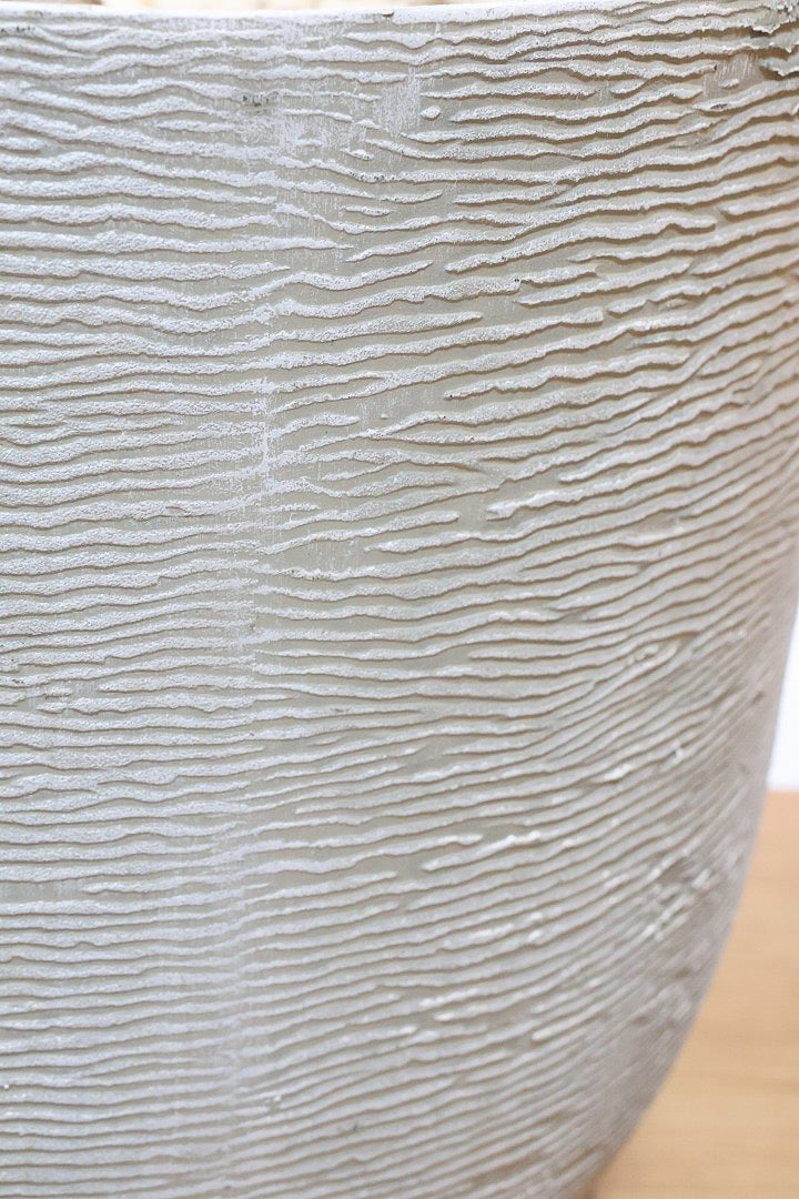 【ブラキキトン】超BIGサイズ！この植物は暑さ寒さに強く丈夫で育てやすいのでおススメ！