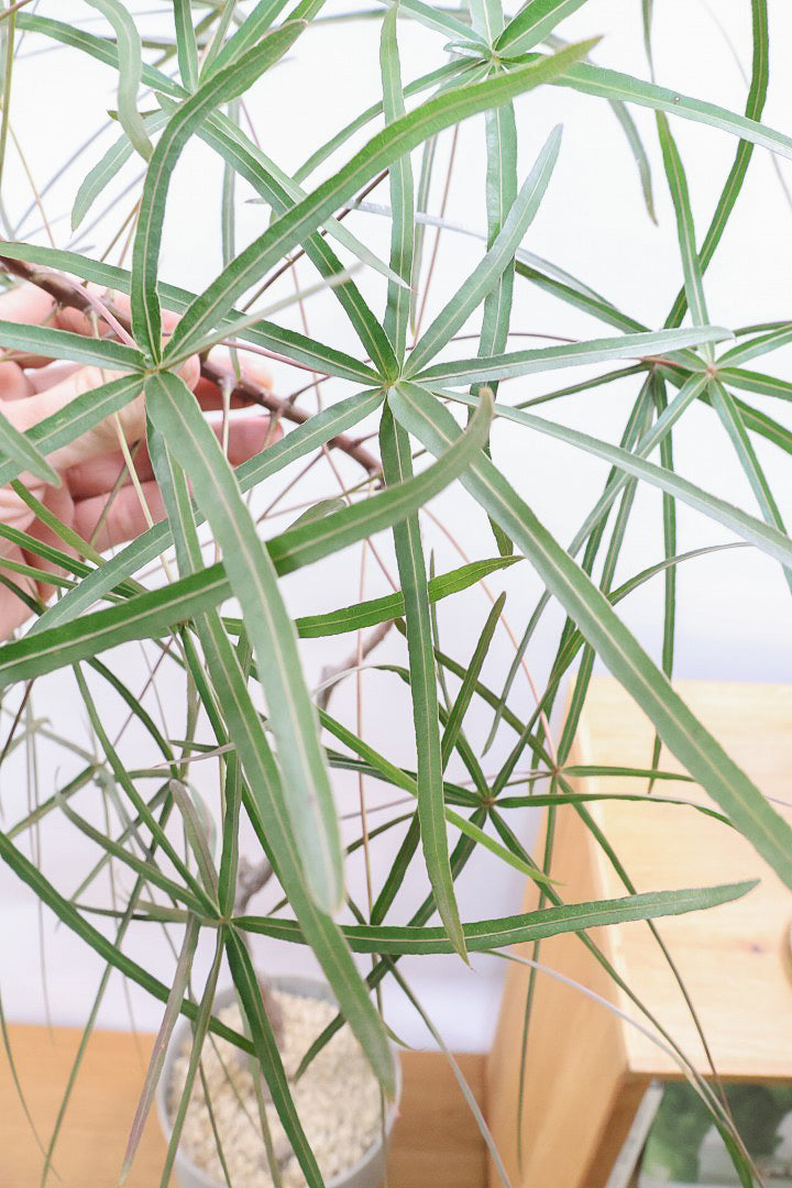 【ブラキキトン】超BIGサイズ！この植物は暑さ寒さに強く丈夫で育てやすいのでおススメ！