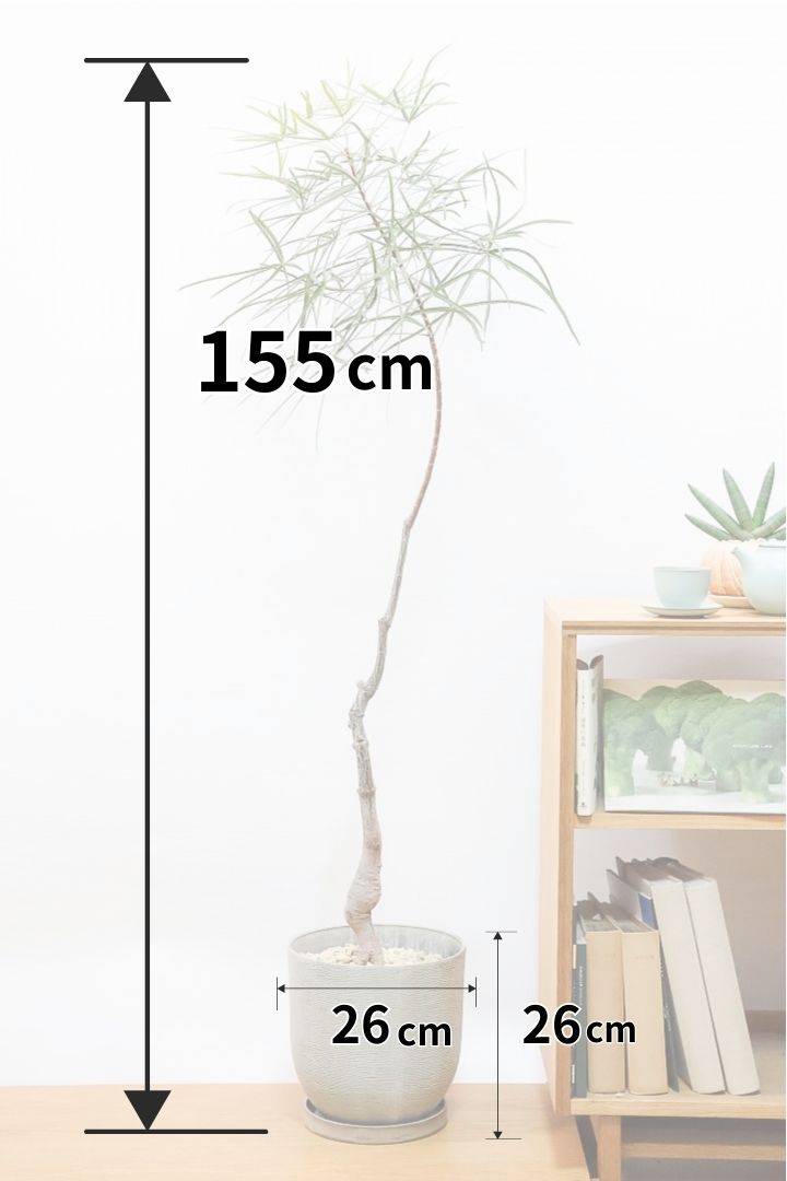 【ブラキキトン】超BIGサイズ！この植物は暑さ寒さに強く丈夫で育てやすいのでおススメ！