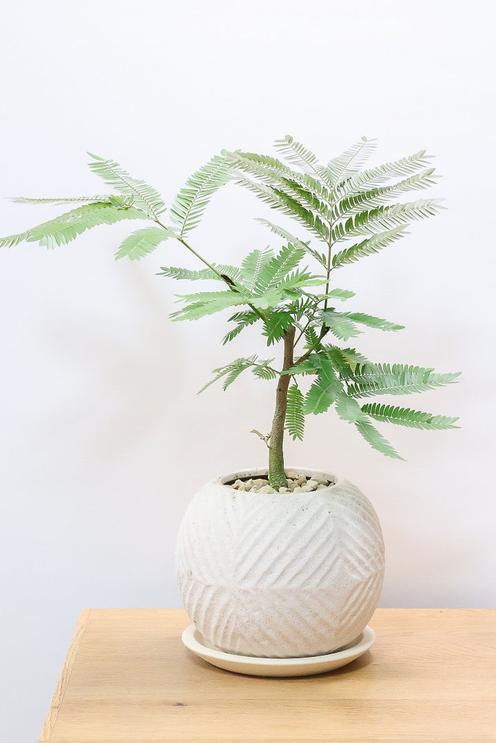 【エバーフレッシュ】バランスが良くて程よいサイズ感！そして雰囲気のある素敵な樹形！葉のバランスがとてもイイ感じですのでおススメです！