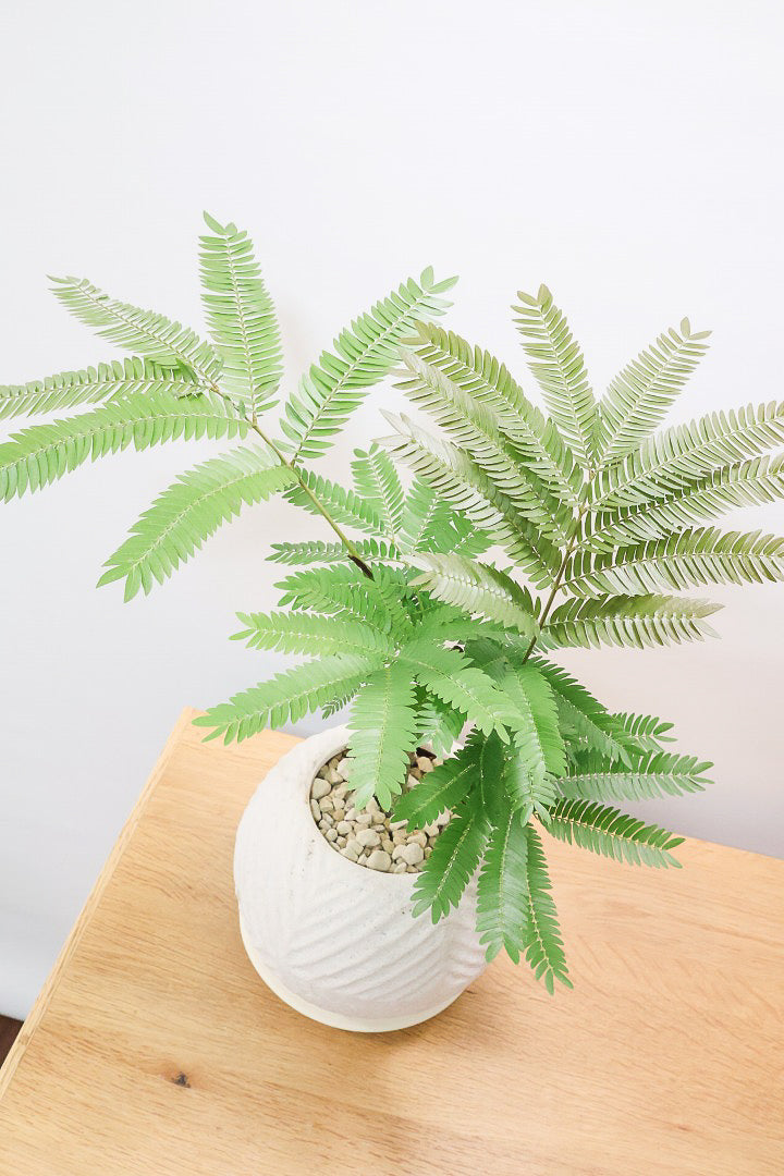 【エバーフレッシュ】バランスが良くて程よいサイズ感！そして雰囲気のある素敵な樹形！葉のバランスがとてもイイ感じですのでおススメです！