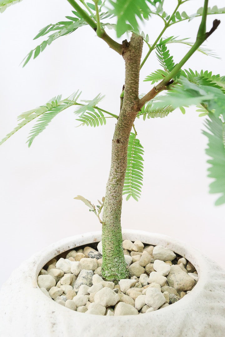 【エバーフレッシュ】バランスが良くて程よいサイズ感！そして雰囲気のある素敵な樹形！葉のバランスがとてもイイ感じですのでおススメです！