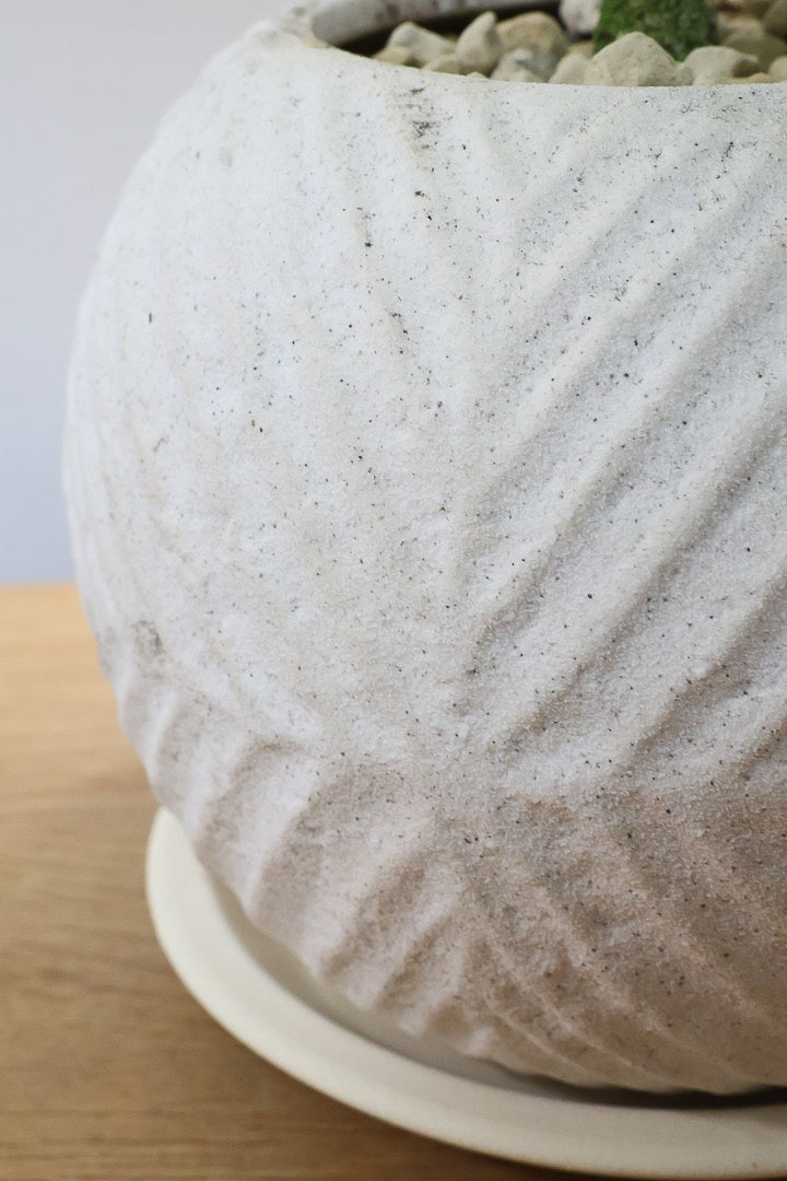 【エバーフレッシュ】バランスが良くて程よいサイズ感！そして雰囲気のある素敵な樹形！葉のバランスがとてもイイ感じですのでおススメです！