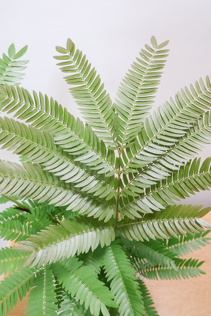 【エバーフレッシュ】バランスが良くて程よいサイズ感！そして雰囲気のある素敵な樹形！葉のバランスがとてもイイ感じですのでおススメです！