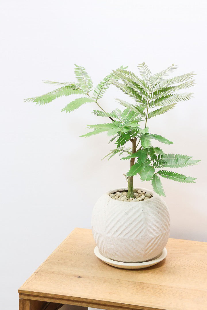 【エバーフレッシュ】バランスが良くて程よいサイズ感！そして雰囲気のある素敵な樹形！葉のバランスがとてもイイ感じですのでおススメです！