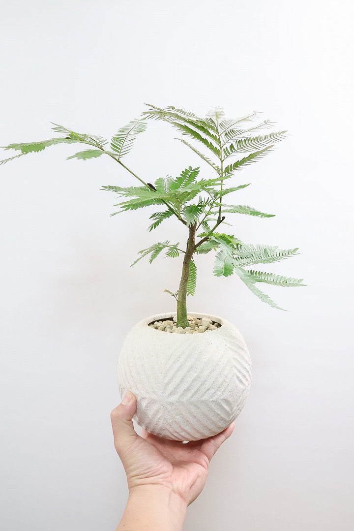 【エバーフレッシュ】バランスが良くて程よいサイズ感！そして雰囲気のある素敵な樹形！葉のバランスがとてもイイ感じですのでおススメです！