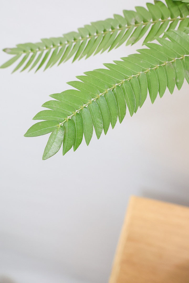 【エバーフレッシュ】バランスが良くて程よいサイズ感！そして雰囲気のある素敵な樹形！葉のバランスがとてもイイ感じですのでおススメです！