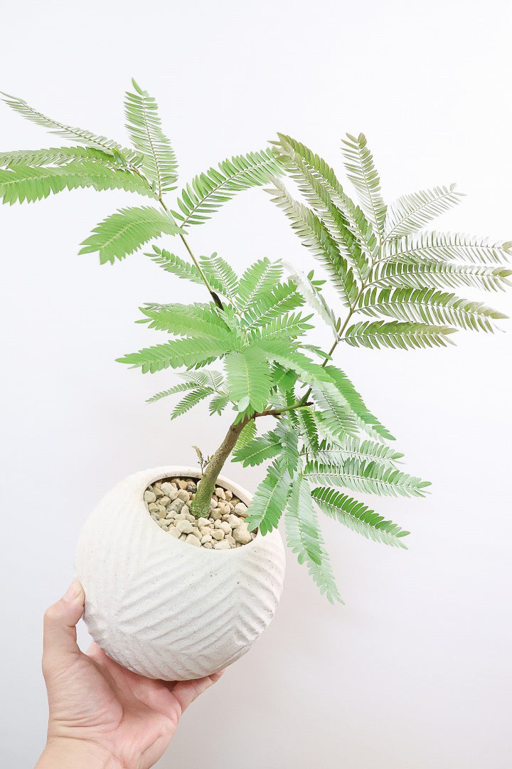 【エバーフレッシュ】バランスが良くて程よいサイズ感！そして雰囲気のある素敵な樹形！葉のバランスがとてもイイ感じですのでおススメです！