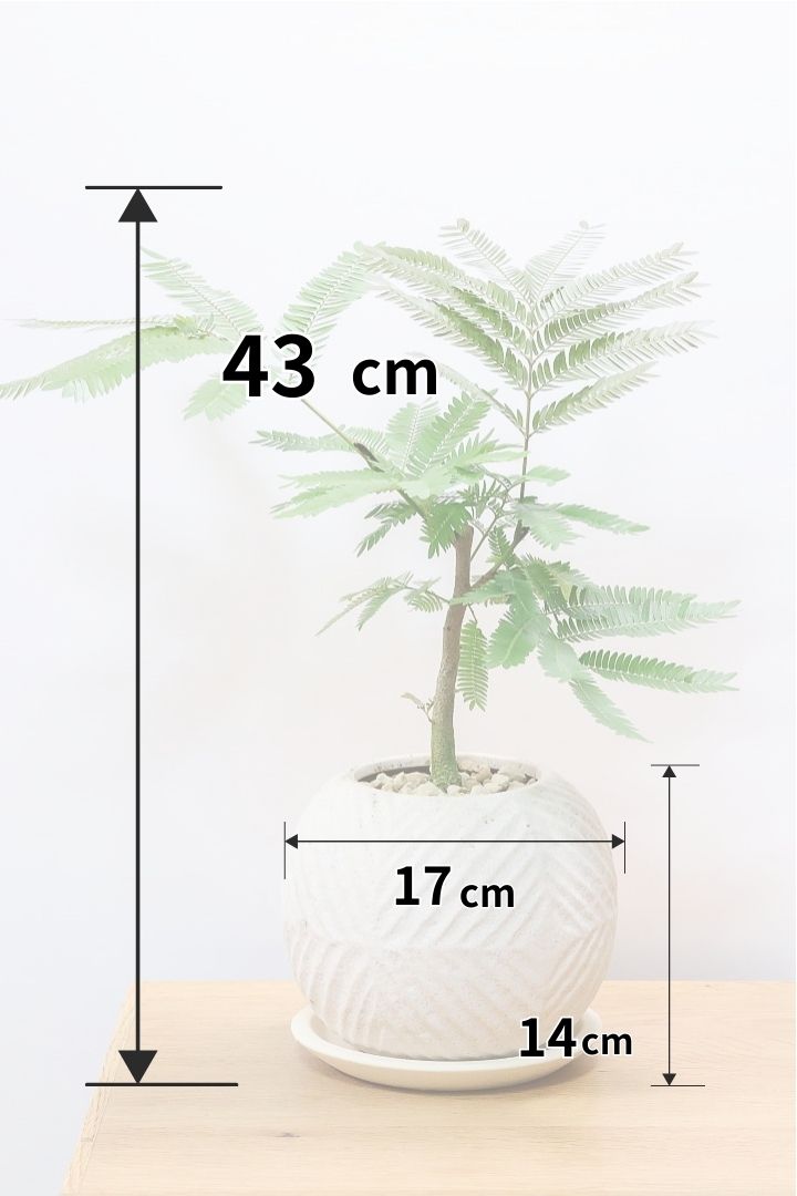 【エバーフレッシュ】バランスが良くて程よいサイズ感！そして雰囲気のある素敵な樹形！葉のバランスがとてもイイ感じですのでおススメです！