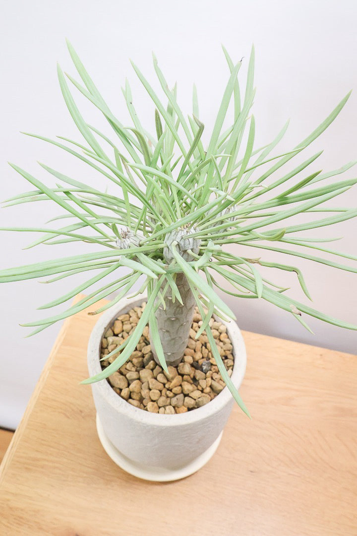 ☆特売 希少 レア 観葉植物 モンキーツリー ？蛇型 大きいです 美品 早い者勝ち☆ モンキーツリー | オストボールM - 観葉植物・多肉植物の販売、通販