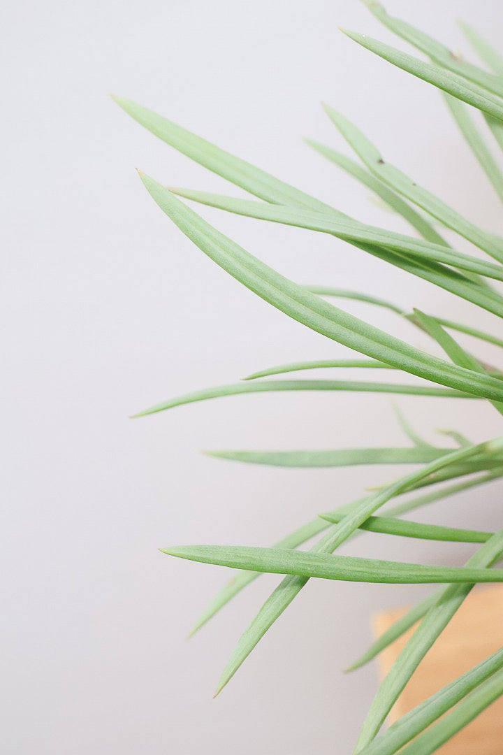 【モンキーツリー】極太の幹！幸せが訪れる言い伝えがあります♪茨城県のモンキーツリーの生産者さんの選りすぐりの個体です！