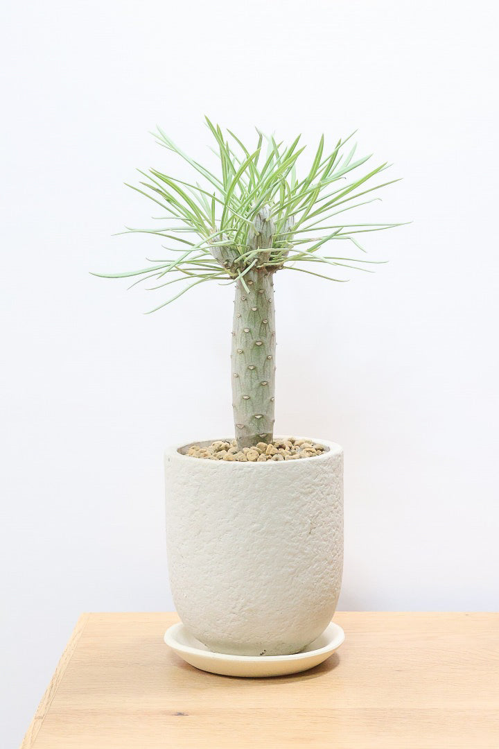 ☆特売 希少 レア 観葉植物 モンキーツリー ？蛇型 大きいです 美品 早い者勝ち☆ 🪴 モンキーツリー入荷しました✨ #モンキーツリー#植物#植物のある