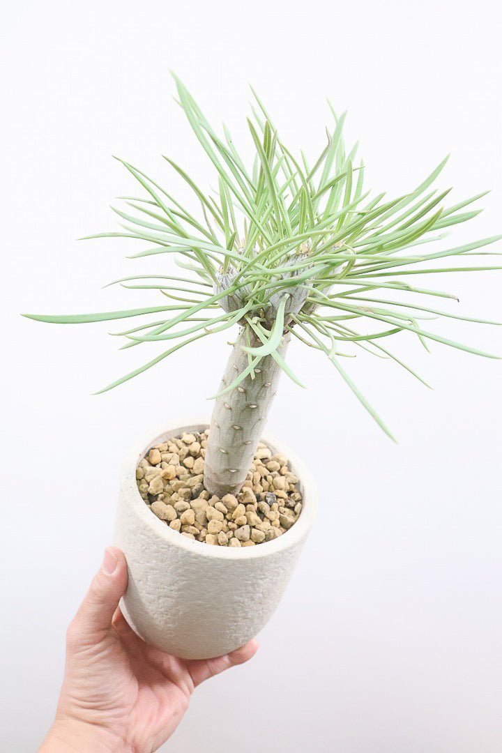 【モンキーツリー】極太の幹！幸せが訪れる言い伝えがあります♪茨城県のモンキーツリーの生産者さんの選りすぐりの個体です！