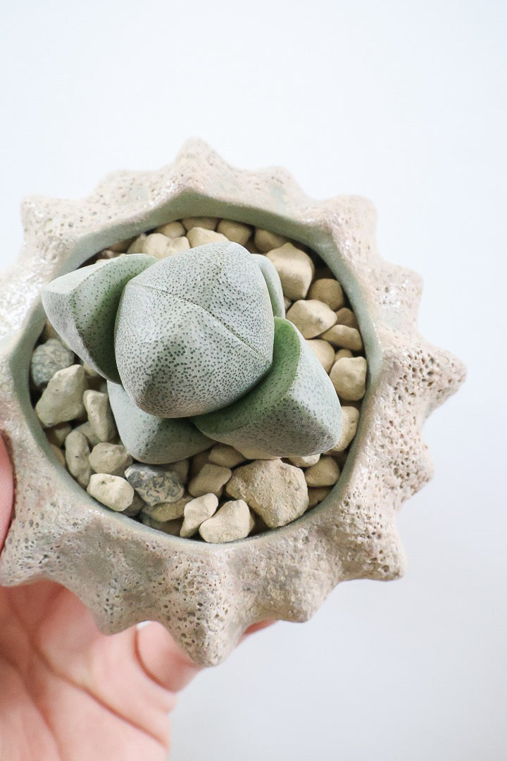 【プレイオスピロス ネリイ】たまごのようなかわいいフォルム！何とも愛らしいフォルムです♪