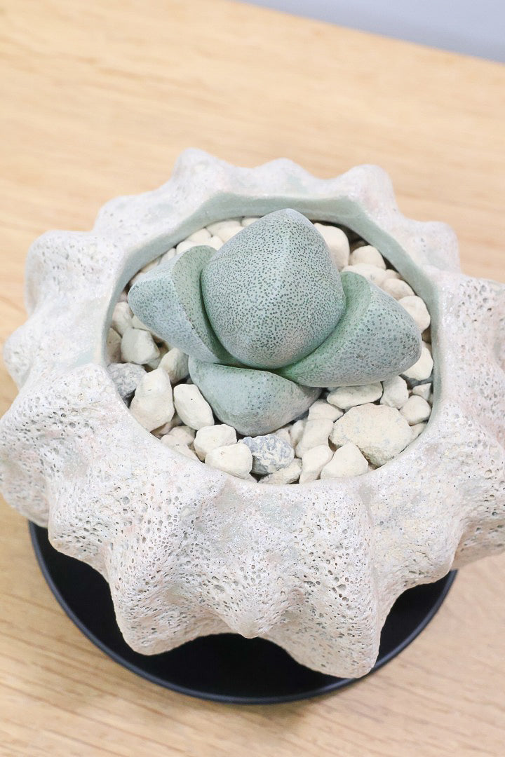 【プレイオスピロス ネリイ】たまごのようなかわいいフォルム！何とも愛らしいフォルムです♪