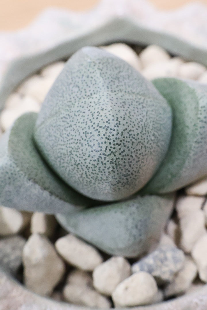 【プレイオスピロス ネリイ】たまごのようなかわいいフォルム！何とも愛らしいフォルムです♪