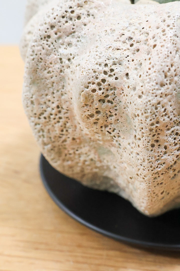 【プレイオスピロス ネリイ】たまごのようなかわいいフォルム！何とも愛らしいフォルムです♪