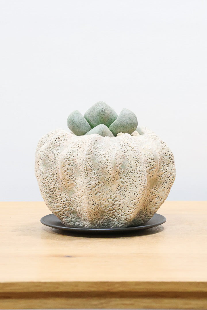 【プレイオスピロス ネリイ】たまごのようなかわいいフォルム！何とも愛らしいフォルムです♪