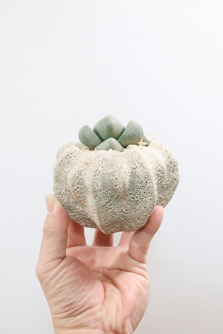 【プレイオスピロス ネリイ】たまごのようなかわいいフォルム！何とも愛らしいフォルムです♪