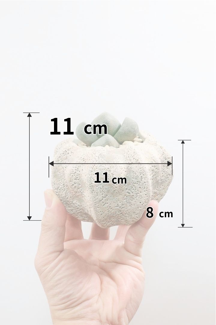 【プレイオスピロス ネリイ】たまごのようなかわいいフォルム！何とも愛らしいフォルムです♪