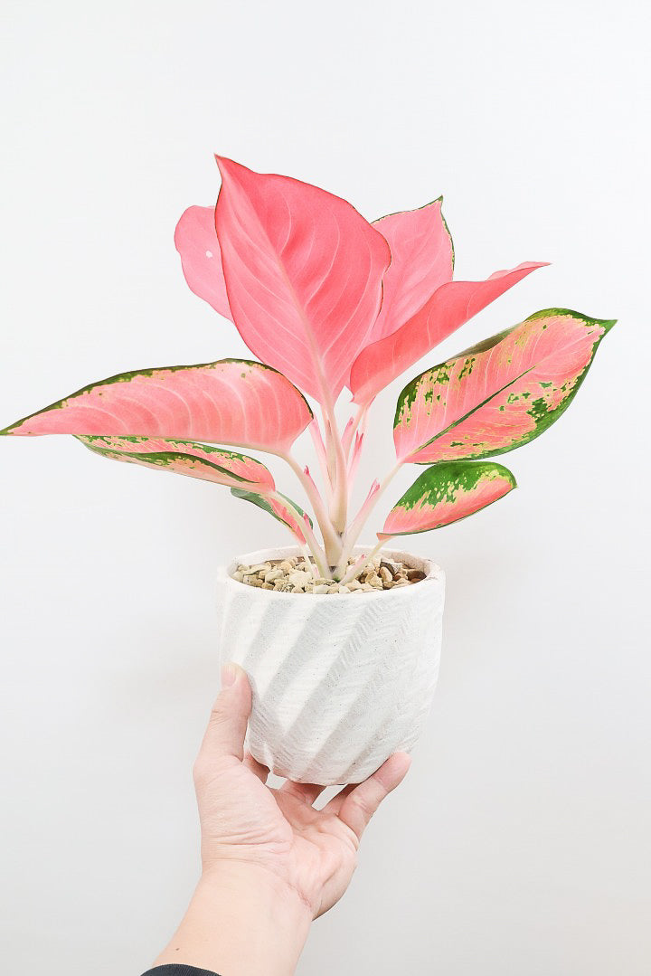 【アグラオネマ チャイナレッド】目が覚めるような美しい赤色がとても美しい観葉植物です！